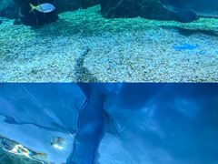 -暹罗海洋世界