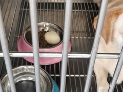 -美联众合动物医院·24h京西诊疗中心