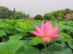 -荷塘月色湿地公园·向阳花洲