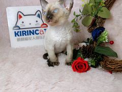 -十年猫舍·猫咪专门店(普陀店)