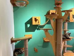 -柚子猫舍·精品猫舍购猫·猫咪认养·购宠·宠物店