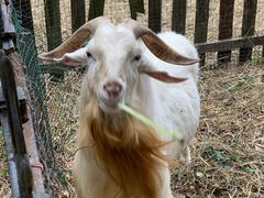 羊-鸿华度假酒店