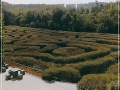 -大屏嶂森林公园