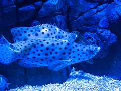 -成都浩海立方海洋公园