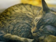 -momokira米努特·德文卷毛猫·棉花面纱犬