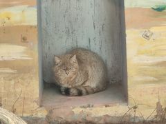 -青藏高原野生动物园