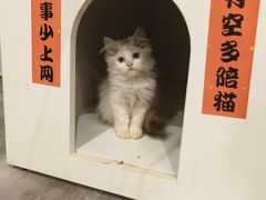 -楼上猫咖(罗湖店)