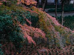 -虎丘山风景名胜区
