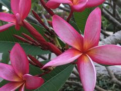 -西双版纳融创皇冠假日度假酒店