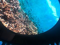 -贝林大翅鲸简餐厅(国家海洋博物馆店)