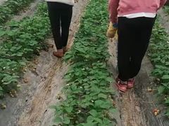 -喜杨洋草莓采摘园