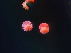 -锦艺城海洋馆