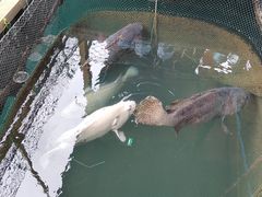 -蓝湾碧波·老字号·疍家非遗海上餐厅