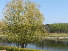 -羊亭河湿地公园