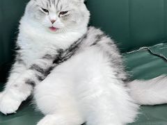 -安格丽娜·狗咖·猫咖羊驼咖(春熙路百盛商场店)