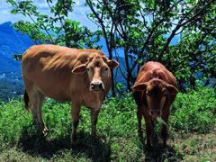 -武陵山森林公园