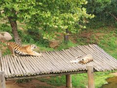 景点-西霞口神雕山野生动物世界