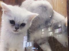 -吉丁鸟咖·异宠·寄养