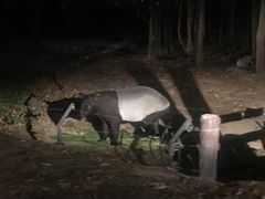 -清迈夜间动物园