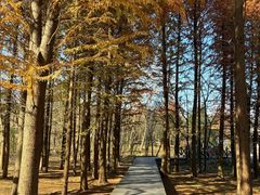 -溱湖国家湿地公园