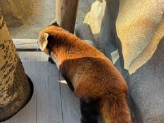 -都江堰中华大熊猫苑