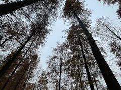 -番禺大夫山森林公园