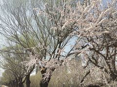 -元大都城垣遗址公园