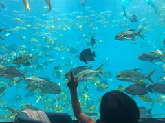 -瑞德姆美人鱼海底演艺主题餐厅(亚龙湾店)
