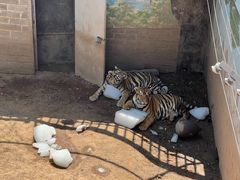 -西霞口神雕山野生动物世界