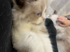 -楼上猫咖(罗湖店)