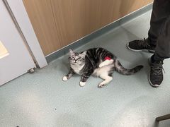 -瑞派·关忠动物医院·猫专科·犬专科(三环新城店)