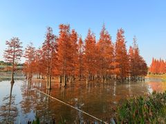 -白鹭湾湿地公园