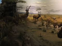 -自然博物馆(地铁站)