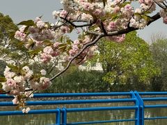 -高东镇樱花园