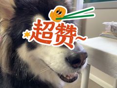 -红辣椒八爪鱼特色韩国料理
