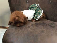 -多卡布奇宠物生活馆(上林世家店)