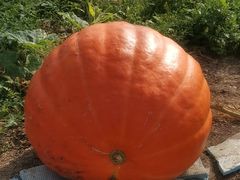 -天源吉布世温泉水乐园