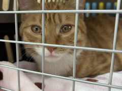 -pd派德宠物中心医院24H急重症·眼科中心·血液透析中心(嵩山北路店)