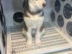 -久久宠物(河东万达店)