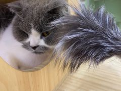 -喵园·猫主题咖啡厅·撸猫·猫咖(国贸店)