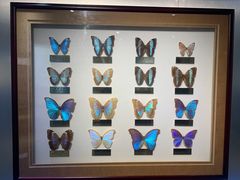 -上海昆虫博物馆