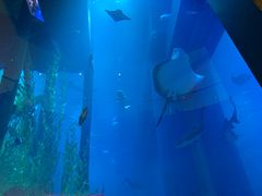 -迪拜水族馆及水下动物园