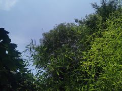 -少华山国家森林公园