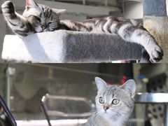 -浣熊柯尔鸭土拨鼠·电玩咖