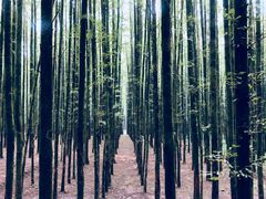 -山王坪喀斯特国家生态公园