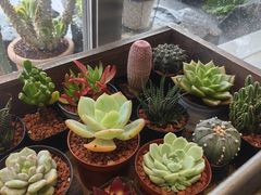 -喜茶(珠海华发商都店)