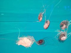 -多彩贵州城极地海洋世界