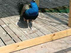 -长白岛森林公园