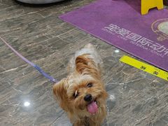 -宠爱国际动物医院·消化内科·心肾内科·ISFM猫友好(望京店)