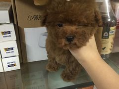 -萌萌喵宠物(百水芊城阅水坊店)